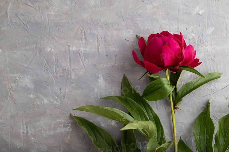 Beautiful peony pink flowers on gray concrete background, flat lay, top view, copy space