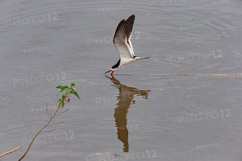 Black-mantled cranesbill (Rynchops nigra) Pantanal Brazil