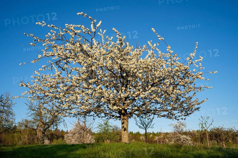 White blossoming fruit trees in a meadow in spring, the sky is blue, the sun is shining, it's evening. Between Neckargemuend and Wiesenbach, Rhine-Neckar district, Kleiner Odenwald, Baden-Wuerttemberg, Germany, Europe