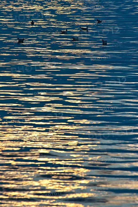 Golden reflection of the evening sun on calm, dark blue waves of a lake, some Black-headed Gulls (Chroicocephalus ridibundus) (Syn.: Larus ridibundus) swimming peacefully on the water, Mueritz, Mecklenburg-Vorpommern, Germany, Europe