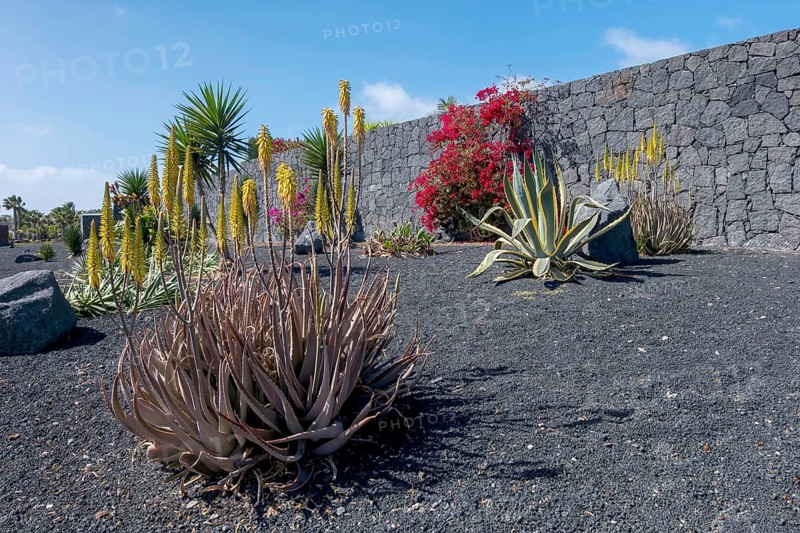 Flower bed with aloe vera, agave and bougainvillea, Lanzarote, Canary Island, Spain, Europe