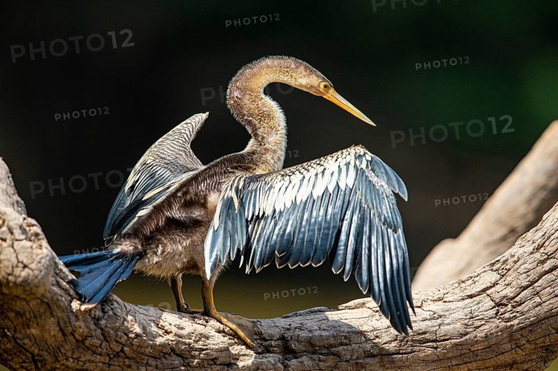 American darter (Anhinga anhinga) Pantanal Brazil