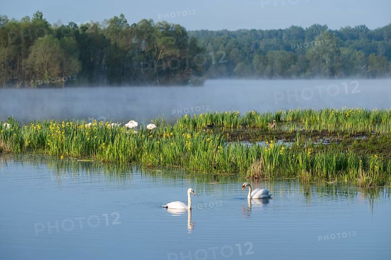 Wetland, wet meadow, water surface, mute swans (Cygnus olor), marsh iris (Iris pseudacorus) in bloom, Barnbruchswiesen and Ilkerbruch nature reserve, Lower Saxony, Germany, Europe