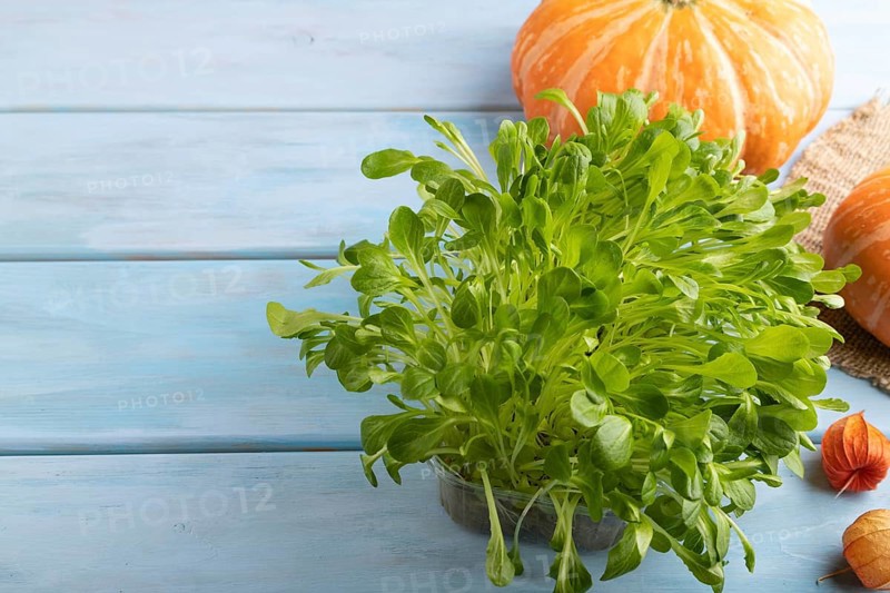 Microgreen sprouts of lettuce with pumpkin on blue wooden background. Side view, copy space, close up