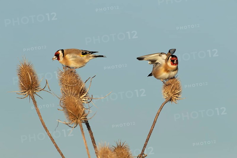 European goldfinch (Carduelis carduelis) two adult birds feeding on a Teasel (Dipsacus fullonum) seedhead, Lincolnshire, England, United Kingdom, Europe