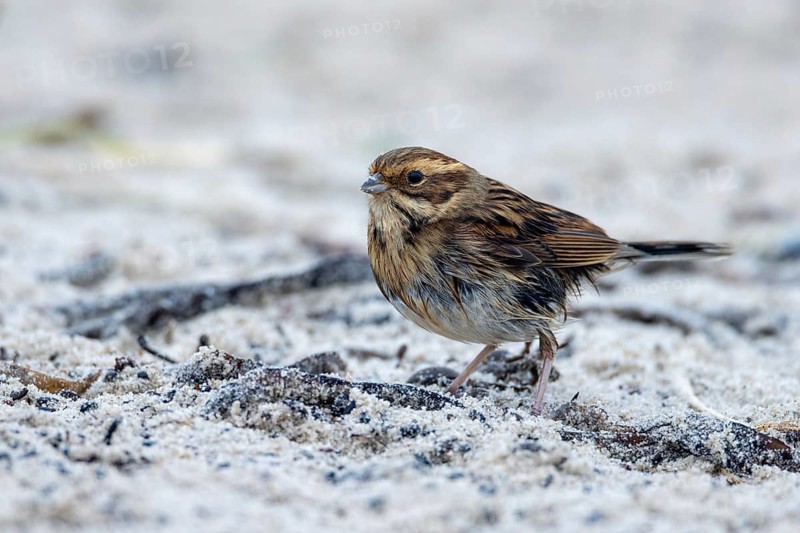 Reed bunting, Heligoland