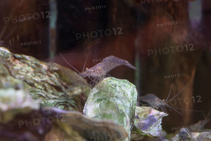 Brown shrimp (Crangon crangon) in the aquarium, NABU nature park Park House, Krummhoern-Greetsiel, Germany, Europe