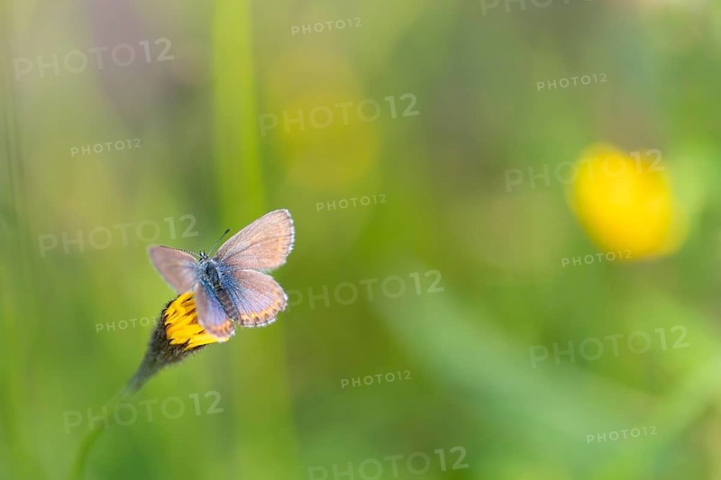 Silver-studded blue (Plebejus argus), close-up, nature photograph, Norway, Tinn, Vestfold, Europe
