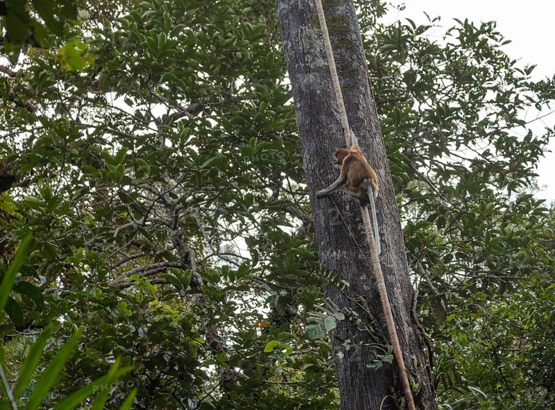 Proboscis Monkey climbing on tree in Bako national park, Borneo, Malaysia. Jungle, tropics concept