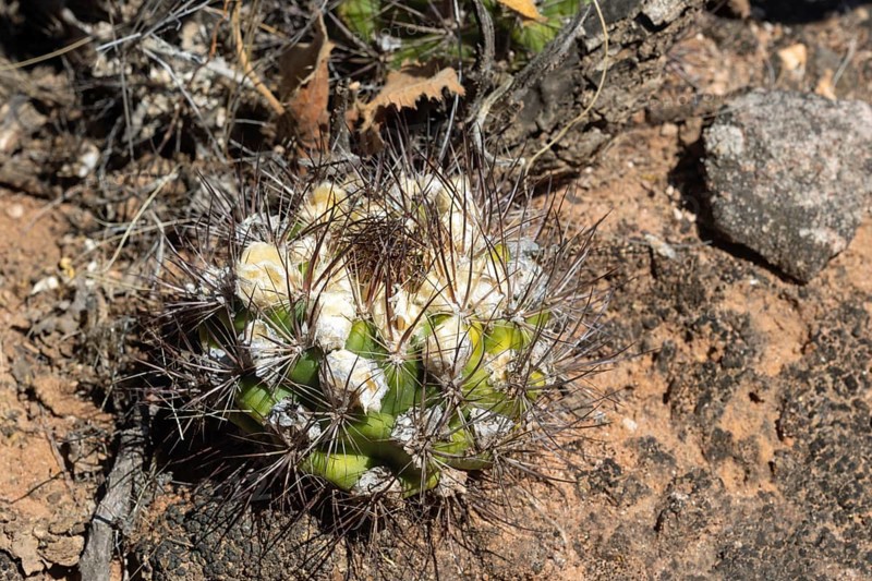 Weingartia neocumingii