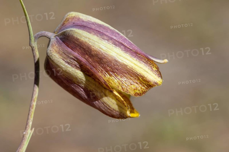 Pyrenees chess flower