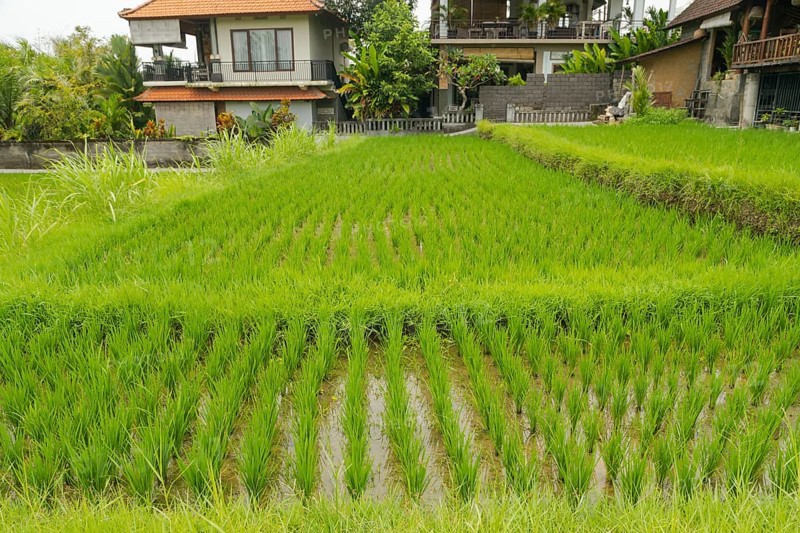 Rice terraces, Campuhan ridge walk, Bali, Indonesia, track on the hill with grass, large trees, jungle and rice fields. Travel, tropical, Ubud, Asia