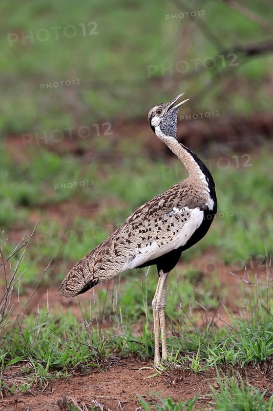 Red-crested Bustard, (Lophotis ruficrista), adult, calling, Kruger National Park, Kruger National Park, South Africa, Africa
