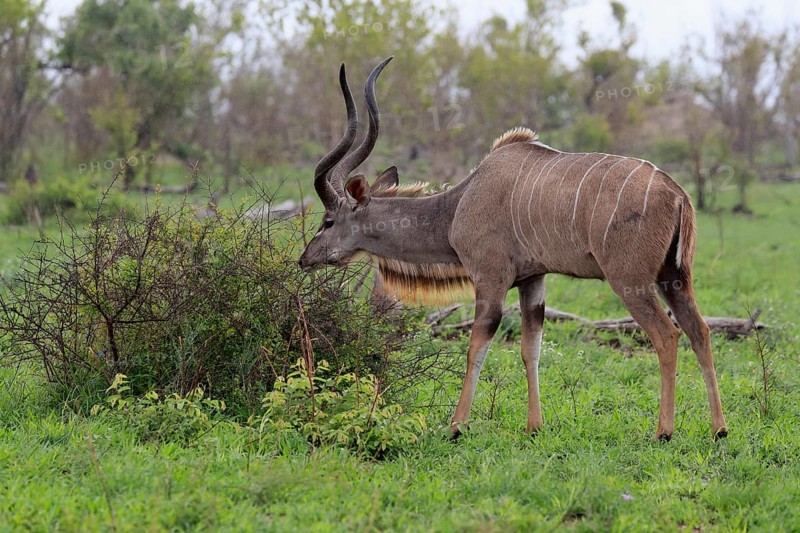 Greater Kudu, zambezi greater kudu (Strepsiceros zambesiensis), adult, male, foraging, feeding, Kruger National Park, Kruger National Park, South Africa, Africa