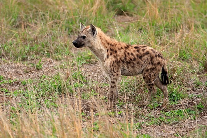 Spotted hyena (Crocuta crocuta), half-grown juvenile, alert, Kruger National Park, Kruger National Park, South Africa, Africa