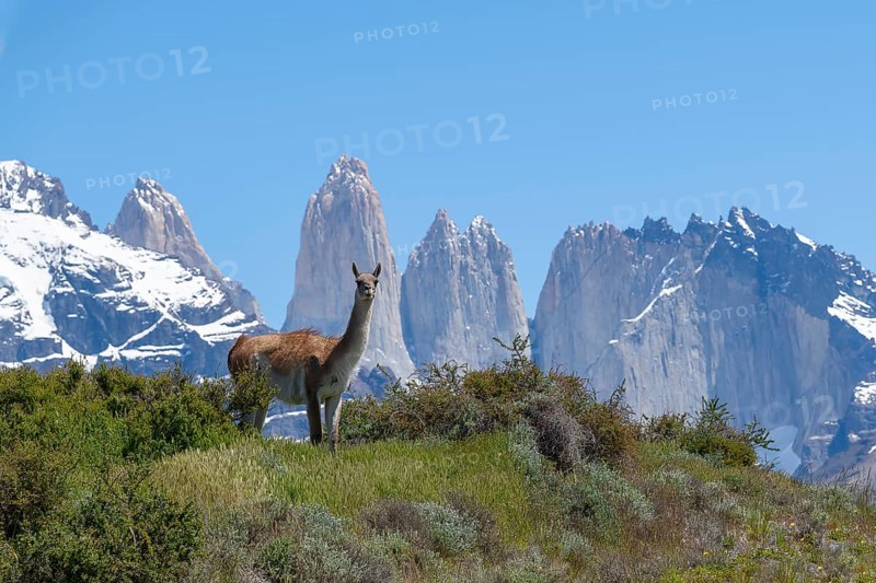 Guanaco (Llama guanicoe), Huanako, Torres del Paine National Park, Patagonia, End of the World, Chile, South America
