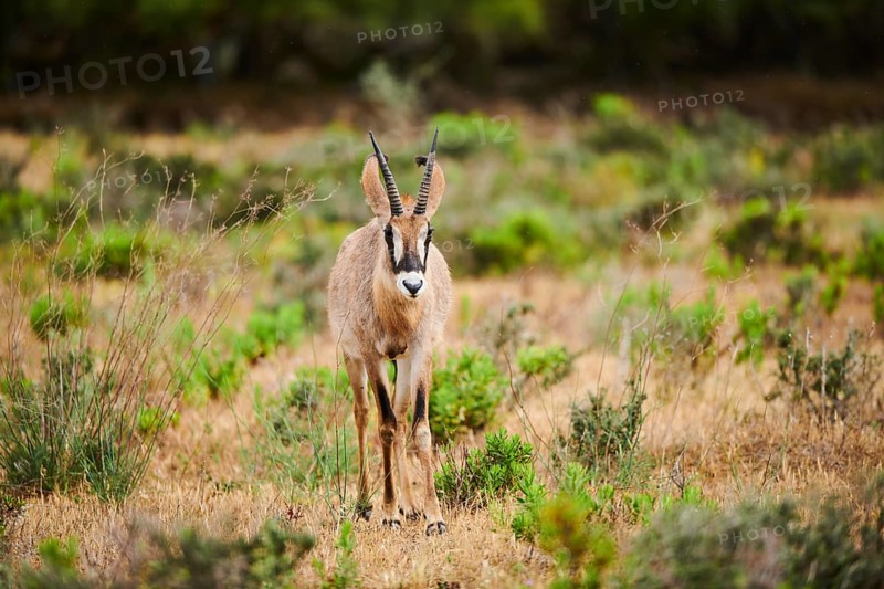 Roan Antelope (Hippotragus equinus) in the dessert, captive, distribution Africa