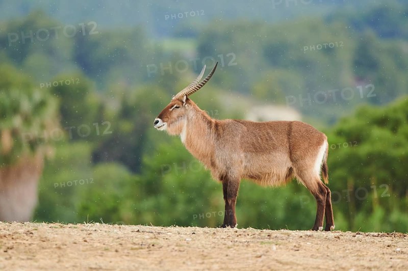 Waterbuck (Kobus defassa) in the dessert, captive, distribution Africa