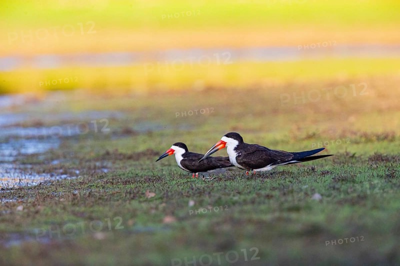 Black-mantled cranesbill (Rynchops nigra) Pantanal Brazil
