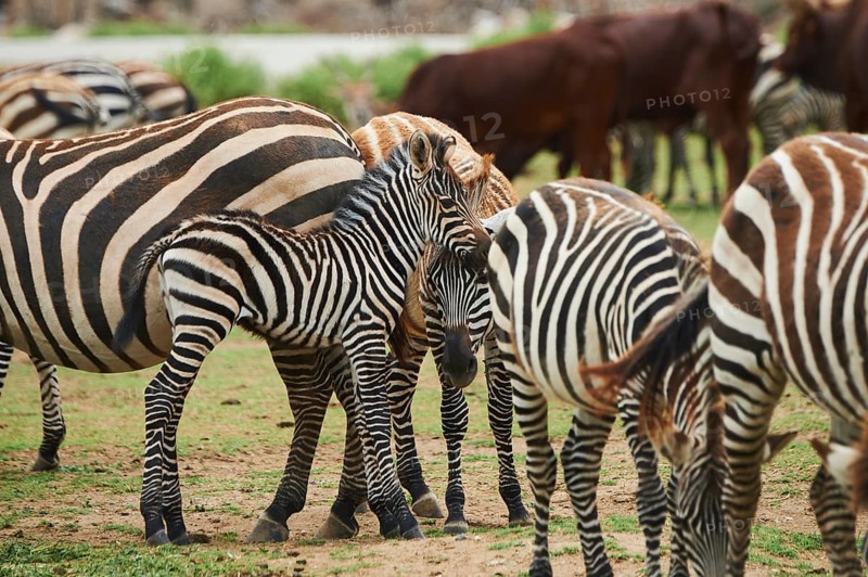 Plains zebra (Equus quagga) foal in the dessert, captive, distribution Africa