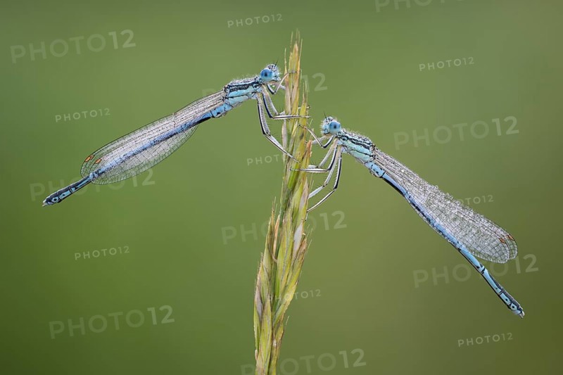 Platycnemididae