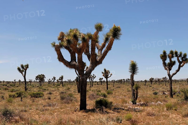 Joshua trees (Yucca brevifolia), Joshua Tree National Park, Palm Desert, Southern California, USA, North America
