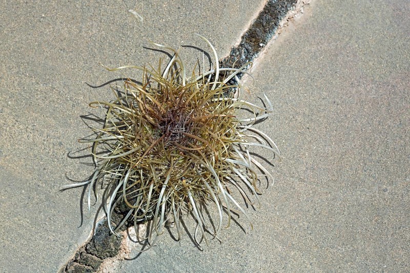 Parodia maassi