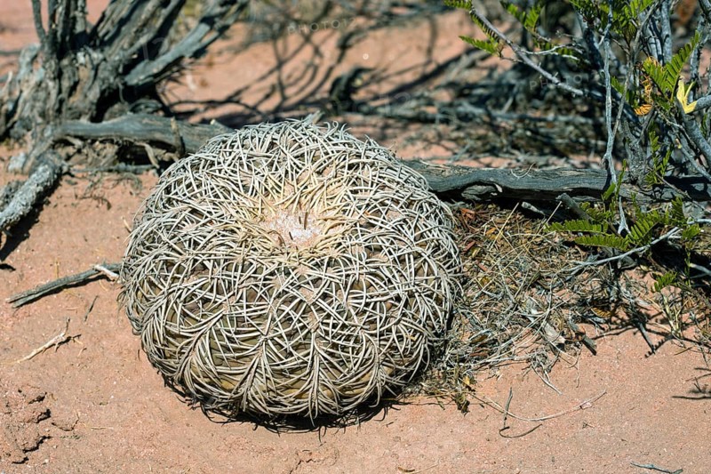 Gymnocalycium Speggazzinii