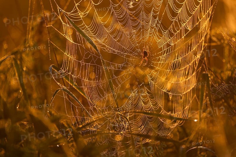 Cross spider (Araneus) sitting in a spider web, morning light, Lower Saxony, Germany, Europe