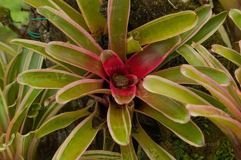 Orchid and bromeliad flower beds in botanical garden, selective focus, copy space, malaysia, Kuching orchid park