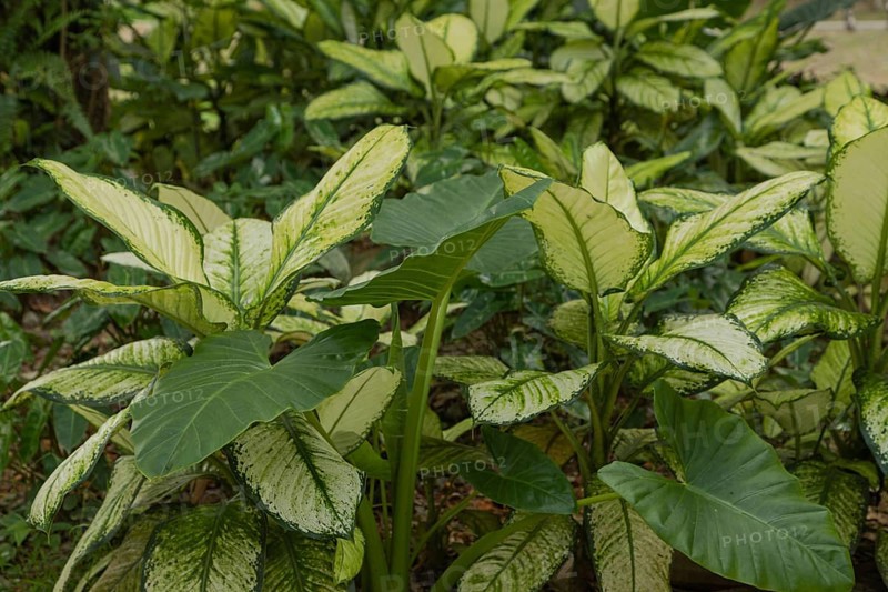 Dieffenbachia beds in botanical garden, selective focus, copy space, malaysia, Kuching orchid park