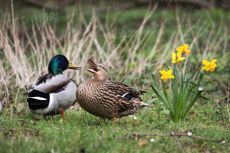 Mallards (Anas platyrhynchos), pair, mating, spring, Hesse, Germany, Europe