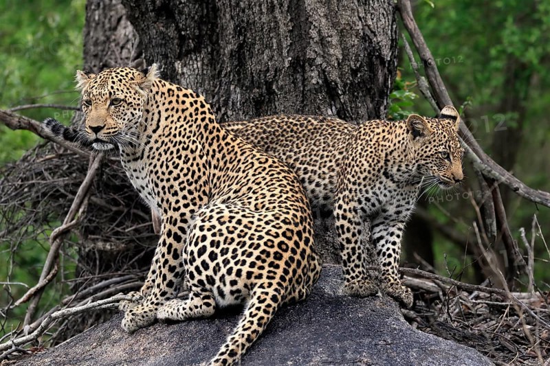 Leopard (Panthera pardus), adult with young, observed, alert, sitting, on rocks, Sabi Sand Game Reserve, Kruger NP, Kruger National Park, South Africa, Africa