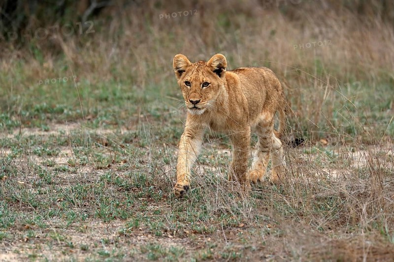 Lion (Panthera leo), young, stalking, alert, Sabi Sand Game Reserve, Kruger National Park, Kruger National Park, South Africa, Africa