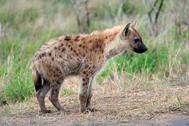 Spotted hyena (Crocuta crocuta), half-grown juvenile, alert, Kruger National Park, Kruger National Park, South Africa, Africa