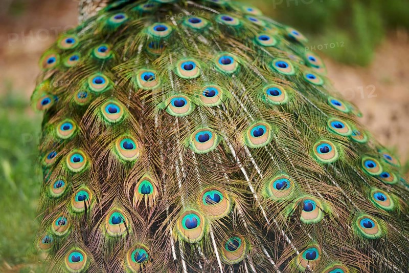 Indian peafowl (Pavo cristatus), feathers, eyes, tail, detail, France, Europe