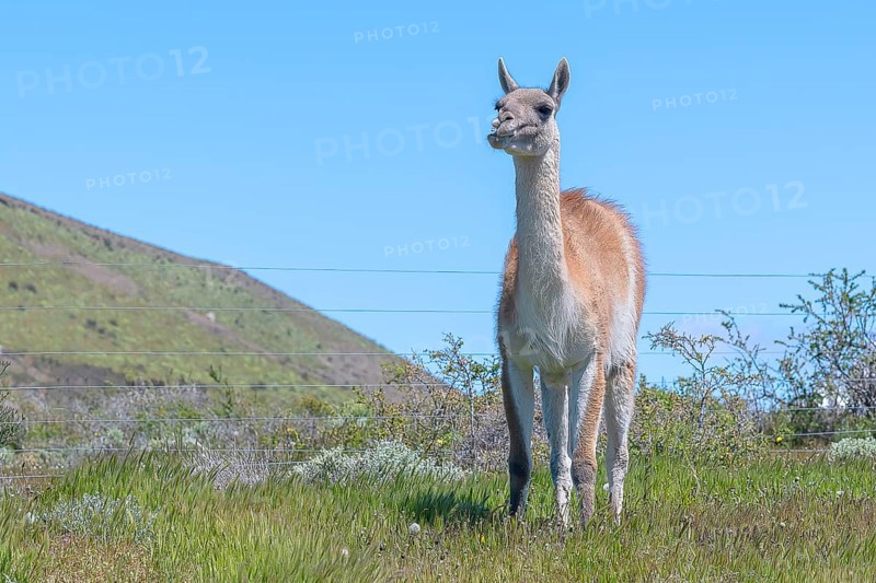 Guanaco (Llama guanicoe), Huanako, Torres del Paine National Park, Patagonia, End of the World, Chile, South America