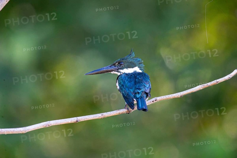Amazon kingfisher (Chloroceryle amazona) Pantanal Brazil