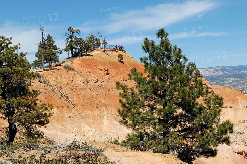 Tree at the canyon rim, Bryce Canyon National Park, Utah, USA, North America