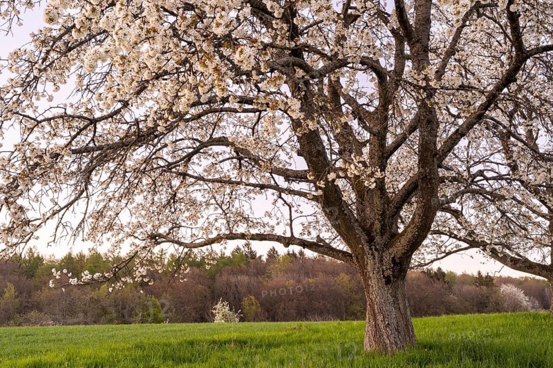 Landscape in spring, partial view of a white blossoming fruit tree in the evening after sunset. Between Neckargemuend and Wiesenbach, Rhein-Neckar-Kreis, Kleiner Odenwald, Baden-Wuerttemberg, Germany, Europe