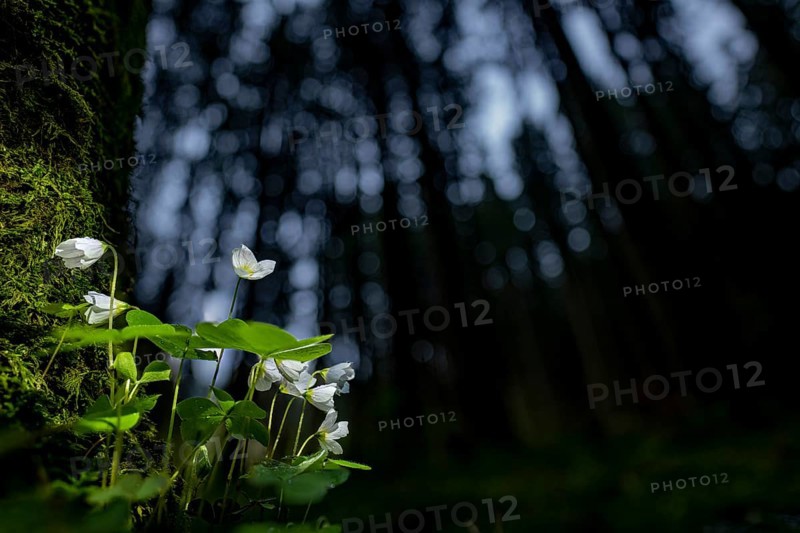 Common wood sorrel (Oxalis acetosella) with blurred forest in the background, Mindelheim, Bavaria, Germany, Europe
