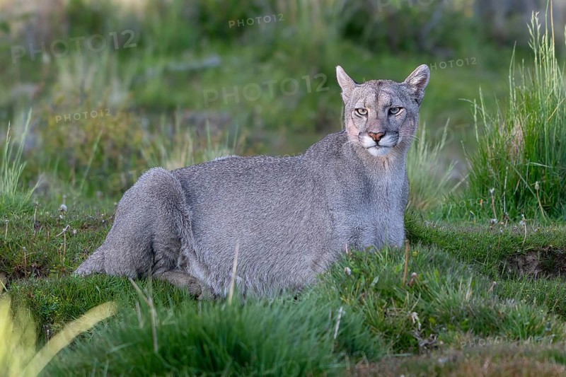 Cougar (Cougar concolor), silver lion, mountain lion, cougar, panther, small cat, Torres del Paine National Park, Patagonia, end of the world, Chile, South America