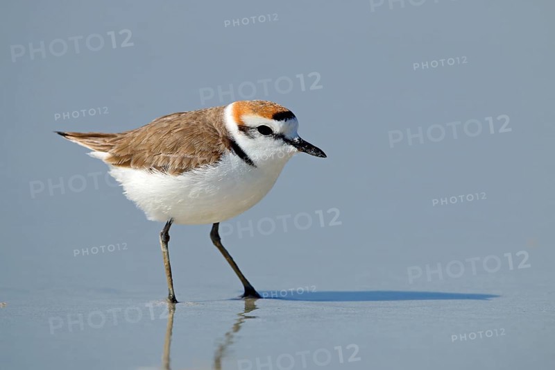 Kentish plover, Oman, Asia