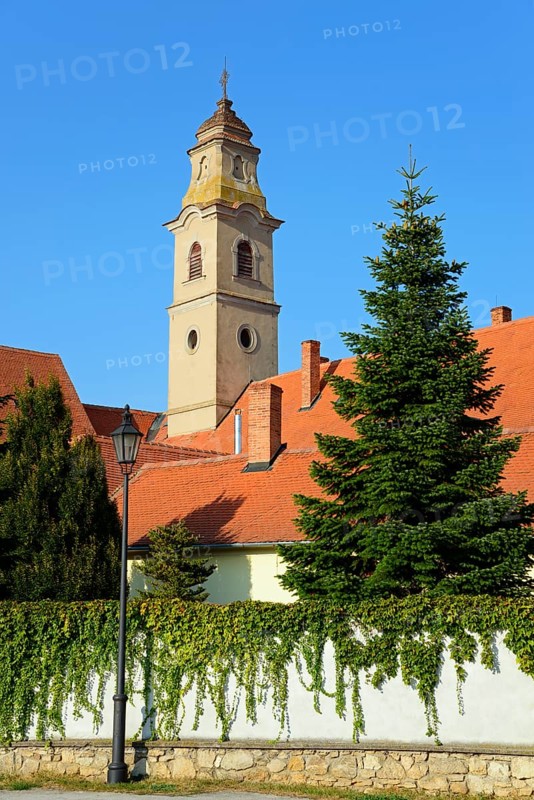 A sunny day with a view of a church tower surrounded by a fir tree and ivy walls, Franciscan Church of the Seven Sorrows and Franciscan Monastery, Skalica, Skalica, Trnavsky kraj, Slovakia, Europe