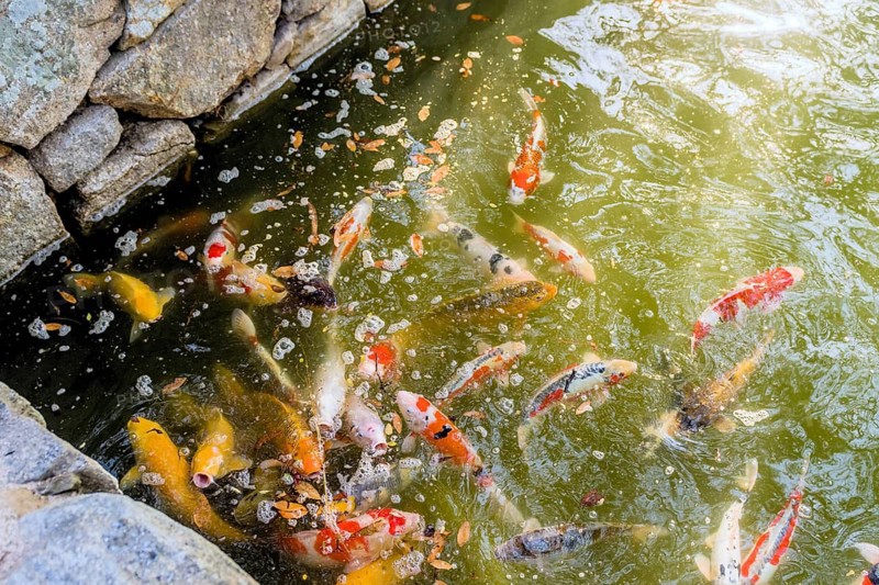 Large group of Koi swimming in greenish colored water in Hiroshima, Japan, Asia