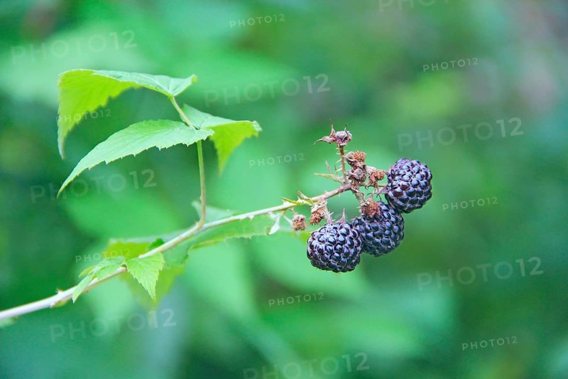 Berries of black raspberry hang on bush. Ripe Rubus occidentalis on branch. Closeup of ripe raspberry. Harvest of Rubus occidentalis