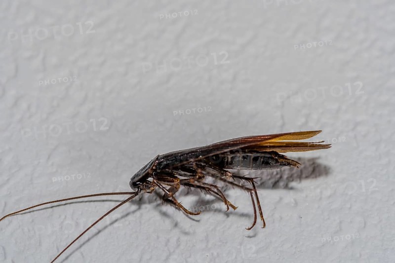 Close up of dead winged cockroach on isolated textured white background
