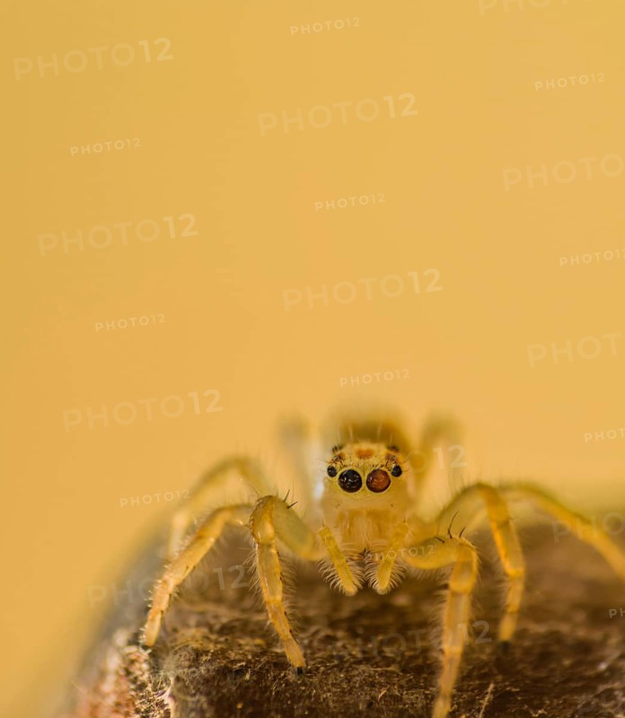 Closeup of jumping spider with translucent body on wooden post looking at camera