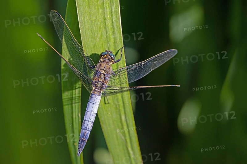 Large blue arrow