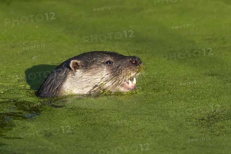 European Otter (Lutra lutra) adult swimming in a lake, Suffolk, England, United Kingdom, Europe